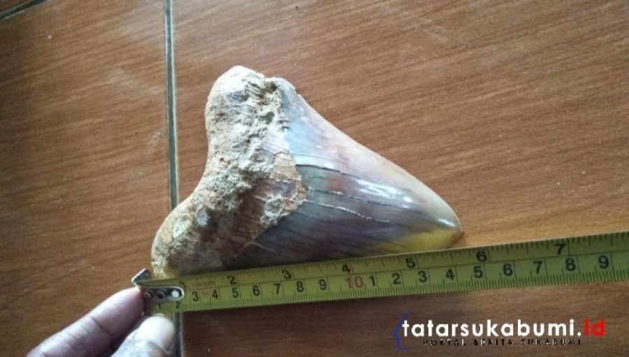 6 Fakta Fosil Megalodon Hiu Purba yang Ditemukan di Sukabumi Jawa Barat