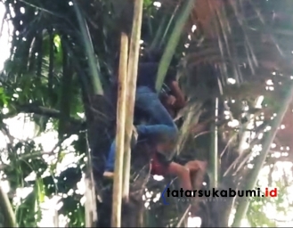Percobaan Bunuh Diri, Pria Paruh Baya Nekad Lompat Dari Atas Pohon Aren di Parungkuda Sukabumi
