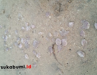 Serangan Ubur-ubur Tentakel Merah di Pantai Palabuhanratu 30 Wisatawan Bentol-bentol