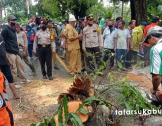 Pohon Tumbang Tutup Akses Jalan Sukabumi Palabuharatu