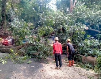 Akses Jalan Sukabumi - Palabuhanratu Tertutup Pohon Tumbang